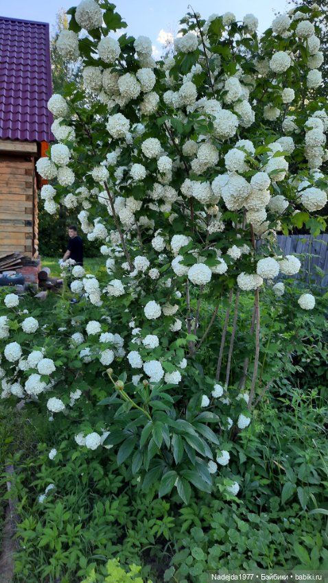 Новая работа хасёнок — Вязаные игрушки и амигуруми: крючком