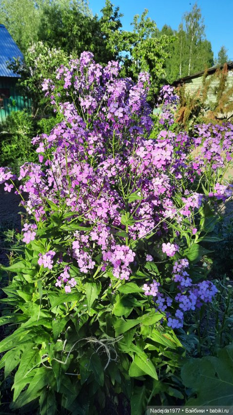 Новая работа хасёнок — Вязаные игрушки и амигуруми: крючком