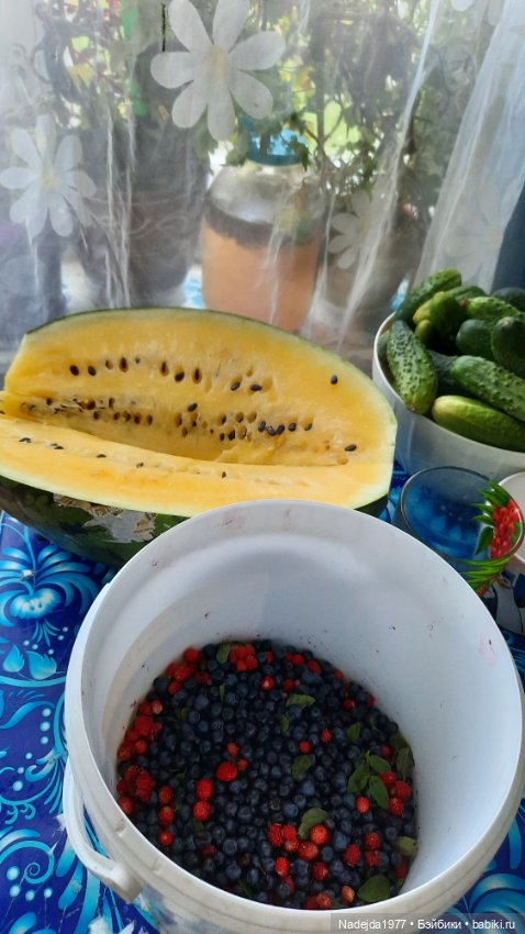 Попугаи по выкройке Клэр Гарланд. Новая работа