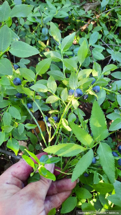 Попугаи по выкройке Клэр Гарланд. Новая работа