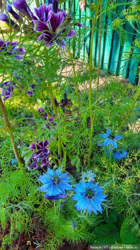 Попугаи по выкройке Клэр Гарланд. Новая работа