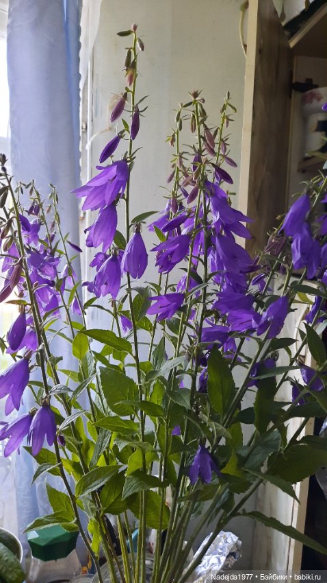 Попугаи по выкройке Клэр Гарланд. Новая работа