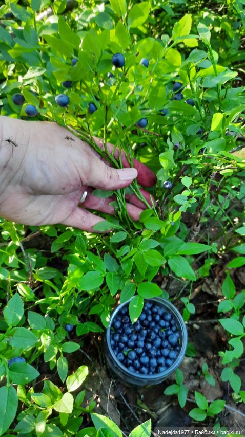 Попугаи по выкройке Клэр Гарланд. Новая работа