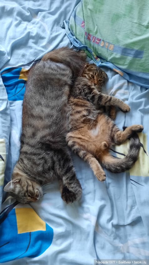 Попугаи по выкройке Клэр Гарланд. Новая работа