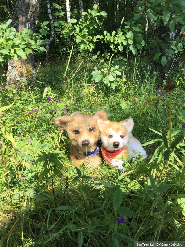 Реалистичные мягкие игрушки. Мы погуляли с Домиником и Хатико 🐕