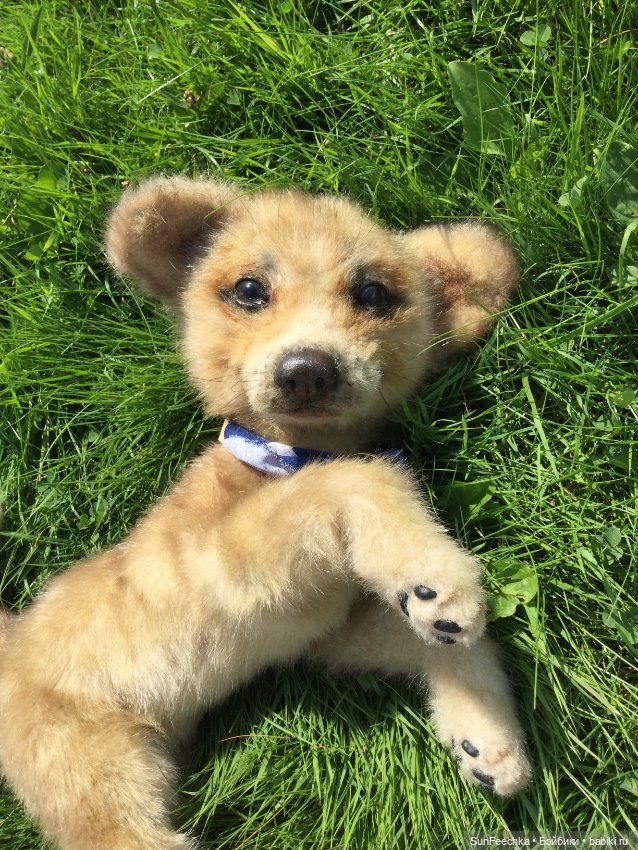 Реалистичные мягкие игрушки. Мы погуляли с Домиником и Хатико 🐕 (фото 6)