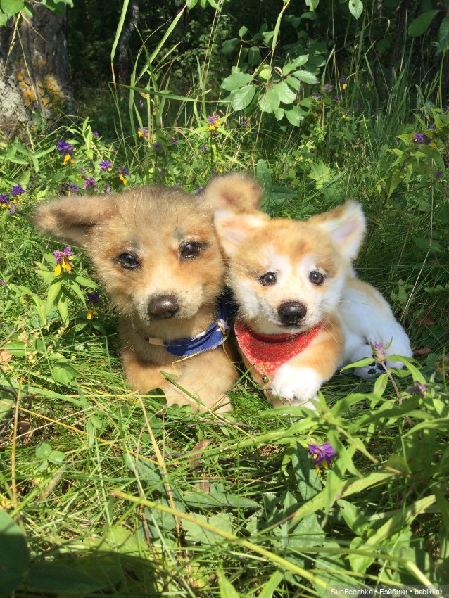 Реалистичные мягкие игрушки. Мы погуляли с Домиником и Хатико 🐕