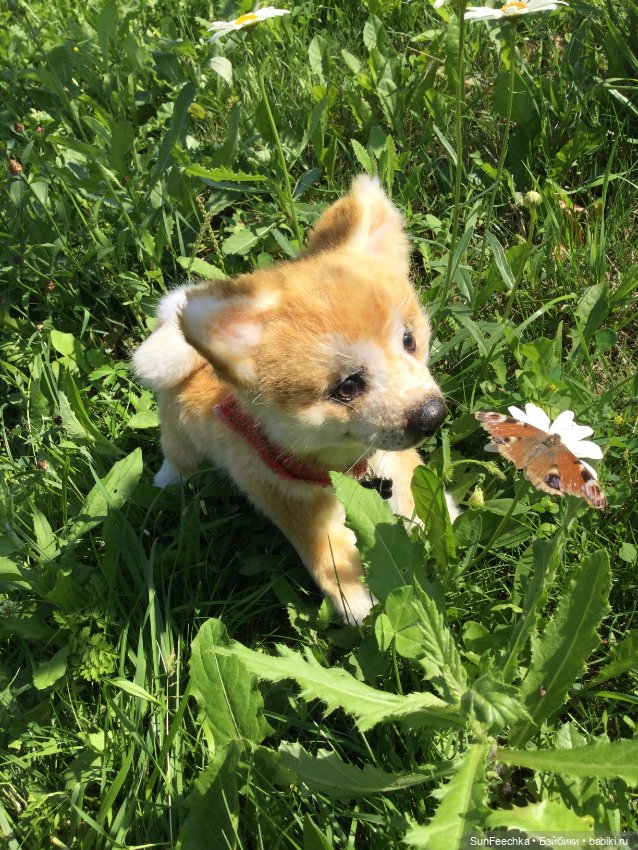 Реалистичные мягкие игрушки. Мы погуляли с Домиником и Хатико 🐕