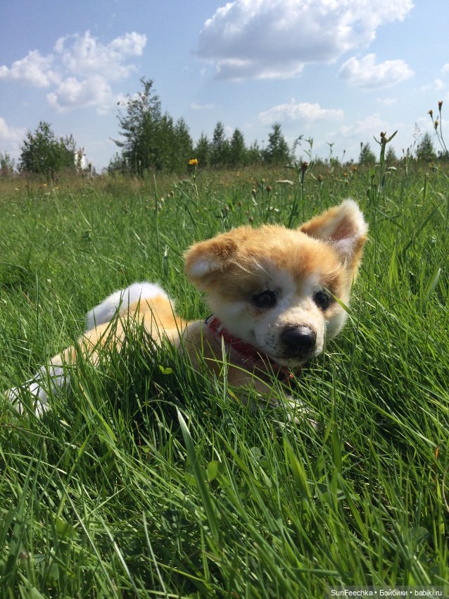 Реалистичные мягкие игрушки. Мы погуляли с Домиником и Хатико 🐕 (фото 2)