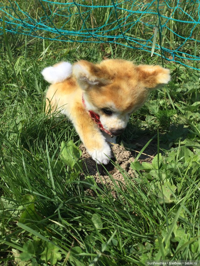 Реалистичные мягкие игрушки. Мы погуляли с Домиником и Хатико 🐕 (фото 8)