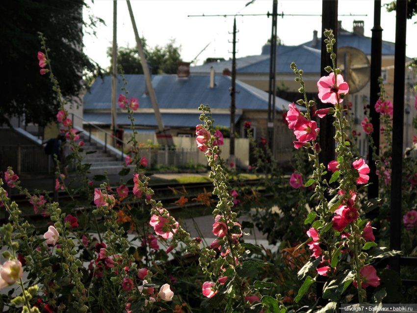 Галамартовна в Коломне. Июль
