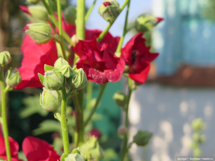 Галамартовна в Коломне. Июль