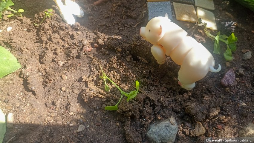 Сажаем. Realpuki. 169 — Фотоистории с куклами BJD (БЖД): сериалы (фото 6)