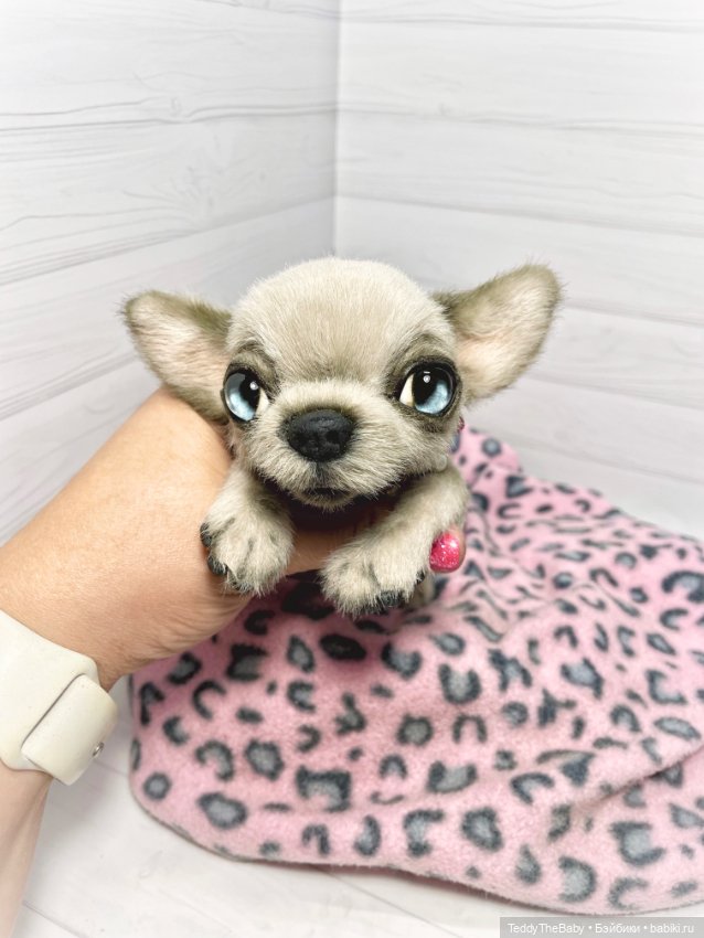 Baby 🐾🐶 — Реалистичные игрушки и звери (Натюр): собаки