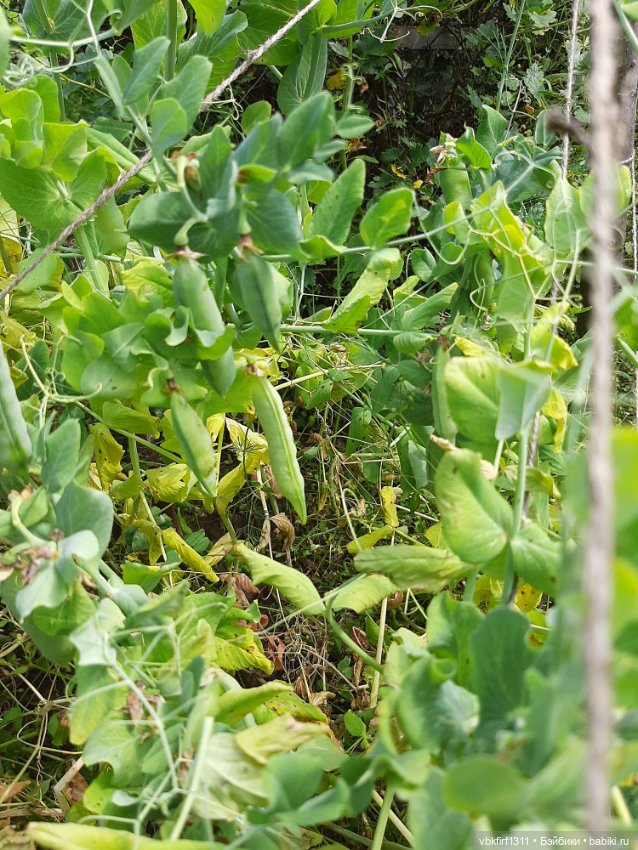 Радости огородника продолжение (фото 9)