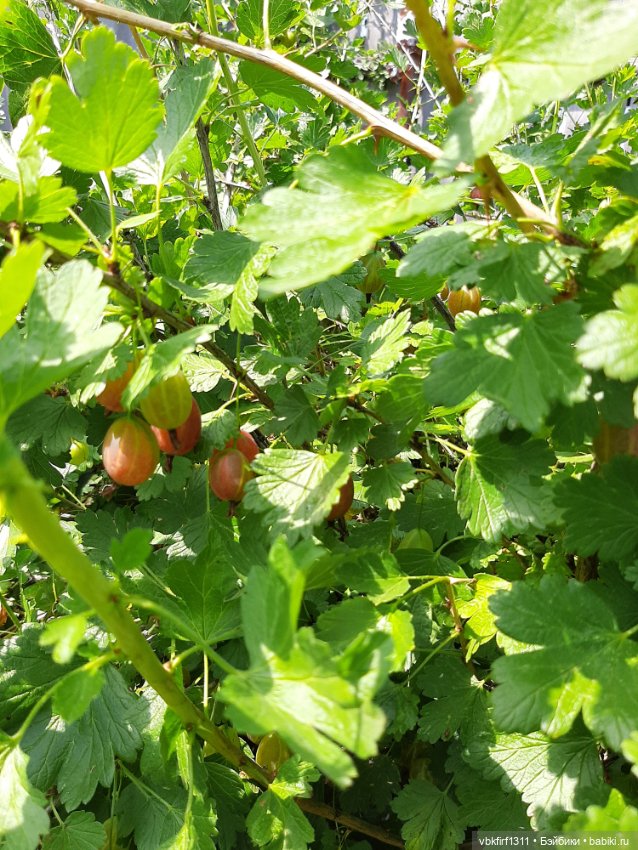 Радости огородника продолжение (фото 4)