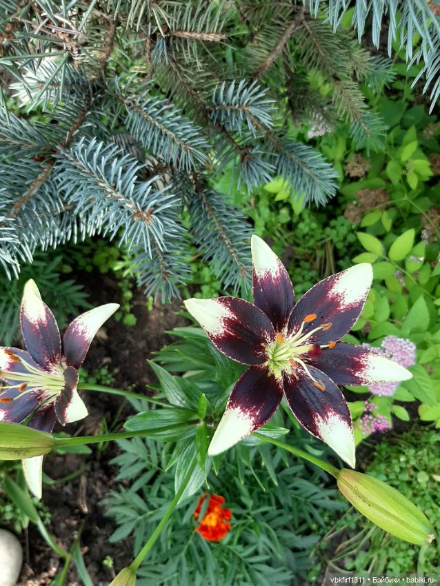 Радости огородника продолжение (фото 2)