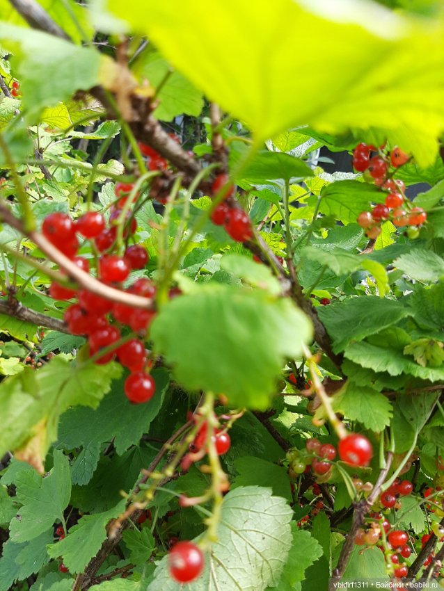 Радости огородника продолжение