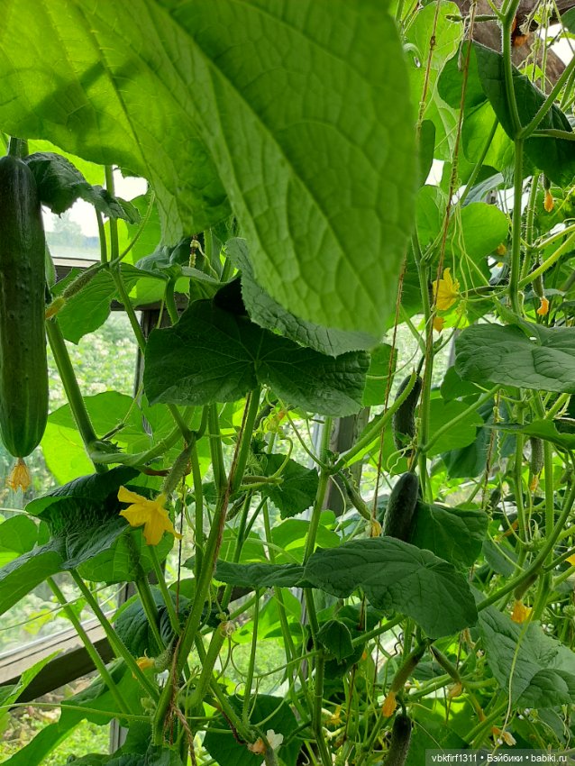 Радости огородника продолжение