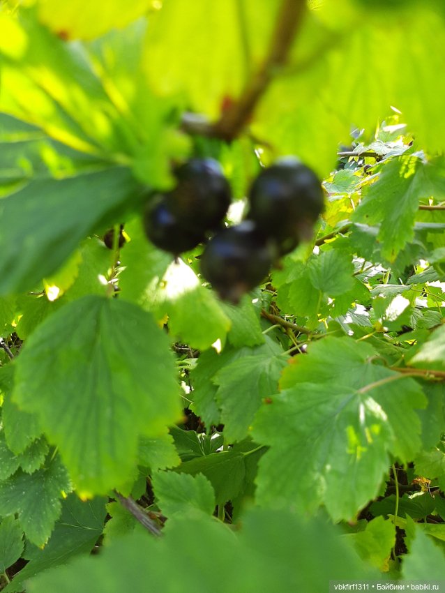 Радости огородника продолжение (фото 7)