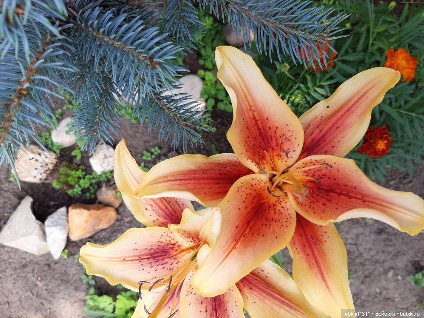 Радости огородника продолжение (фото 3)