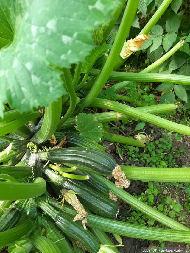 Радости огородника продолжение