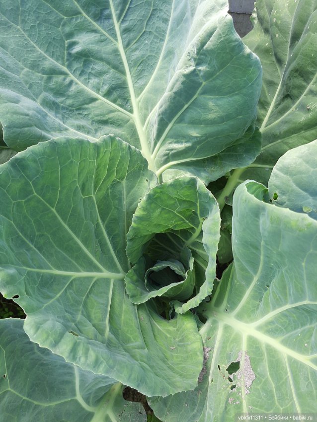 Радости огородника продолжение (фото 8)