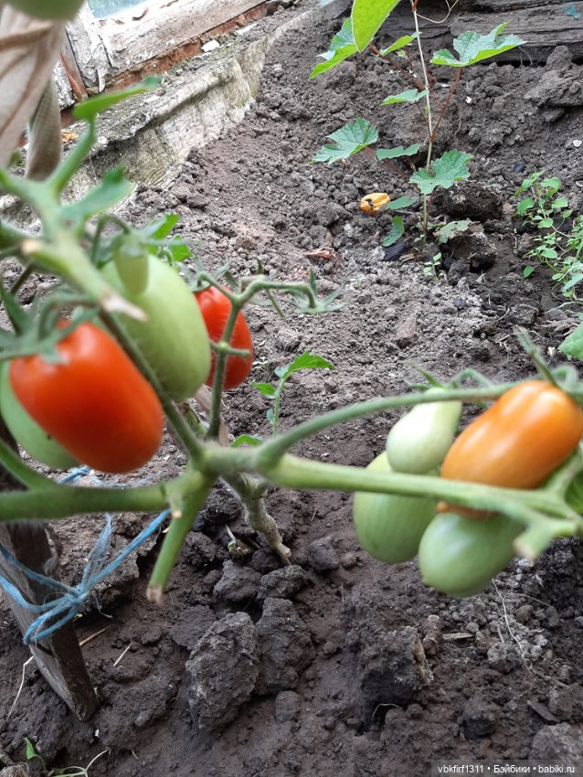 Радости огородника продолжение (фото 10)