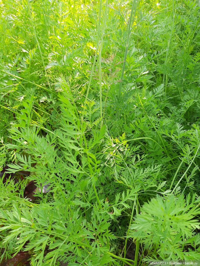 Радости огородника продолжение (фото 6)