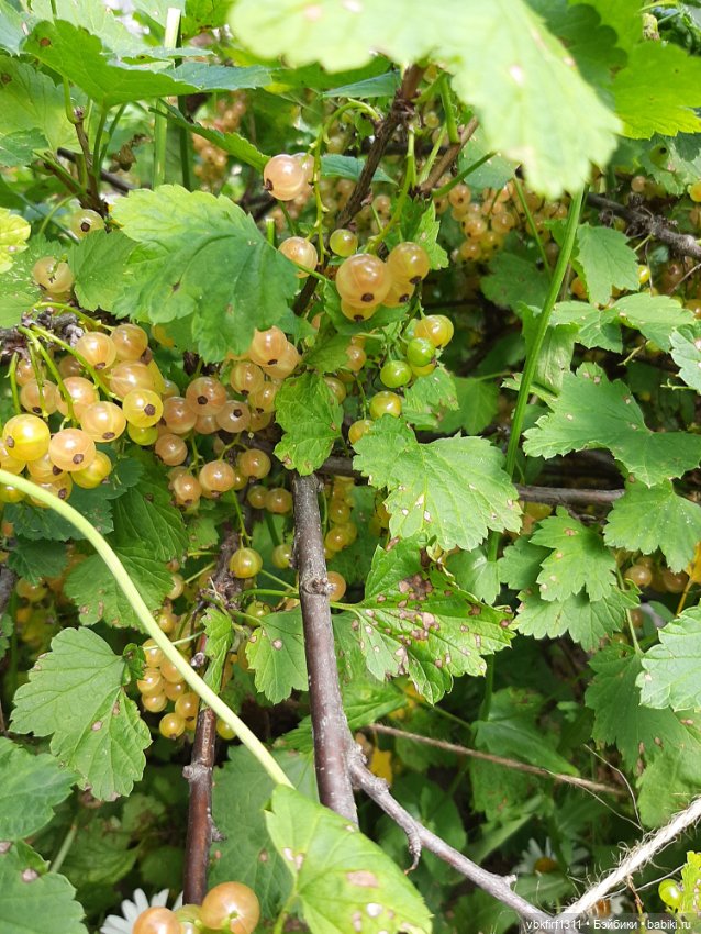 Радости огородника продолжение
