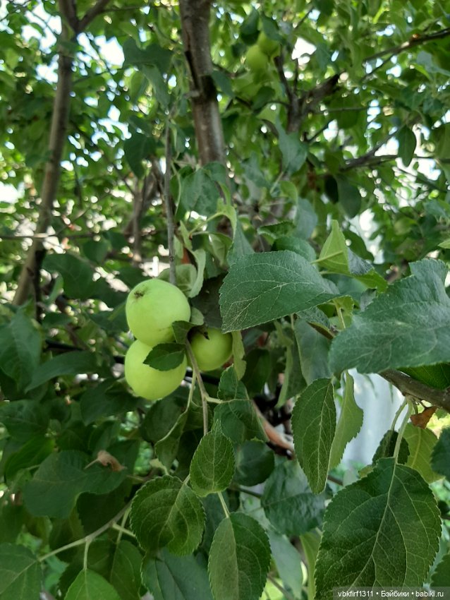 Радости огородника продолжение (фото 5)