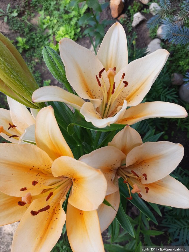 Радости огородника продолжение