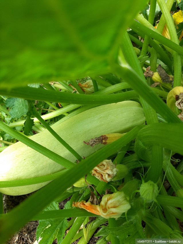 Радости огородника продолжение