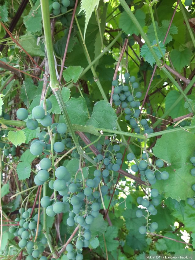 Радости огородника продолжение