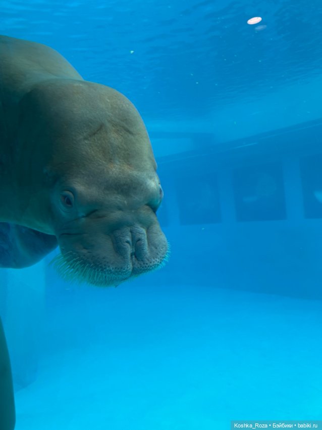 Летний зоопарк или случайный билет в детство на один день (фото 10)