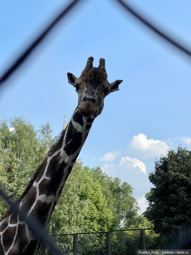 Летний зоопарк или случайный билет в детство на один день (фото 9)