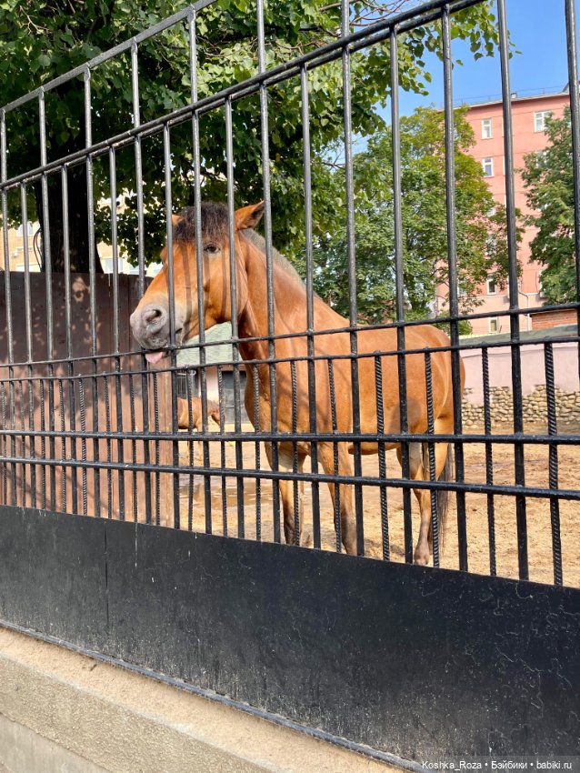 Летний зоопарк или случайный билет в детство на один день (фото 8)