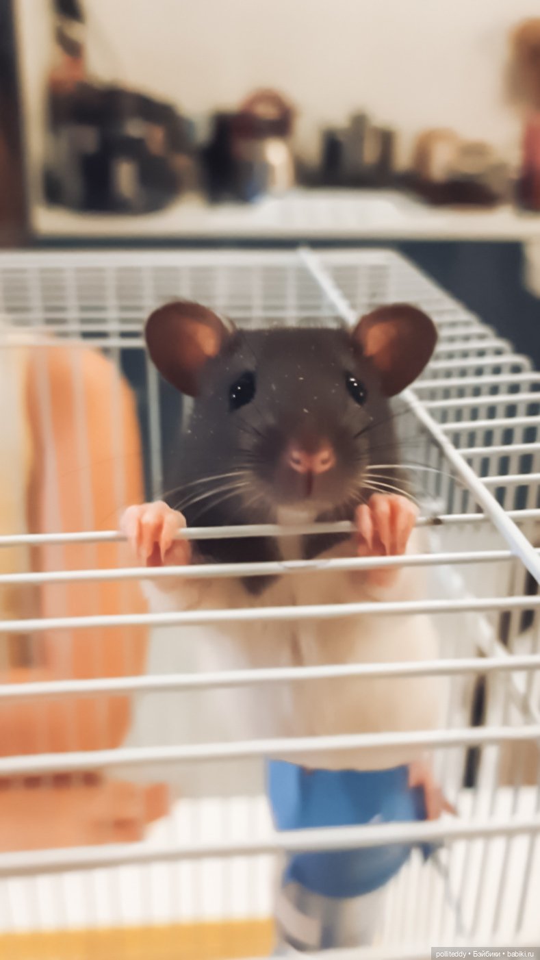 Обо мне — Авторские мишки Тедди и друзья: фото (фото 3)