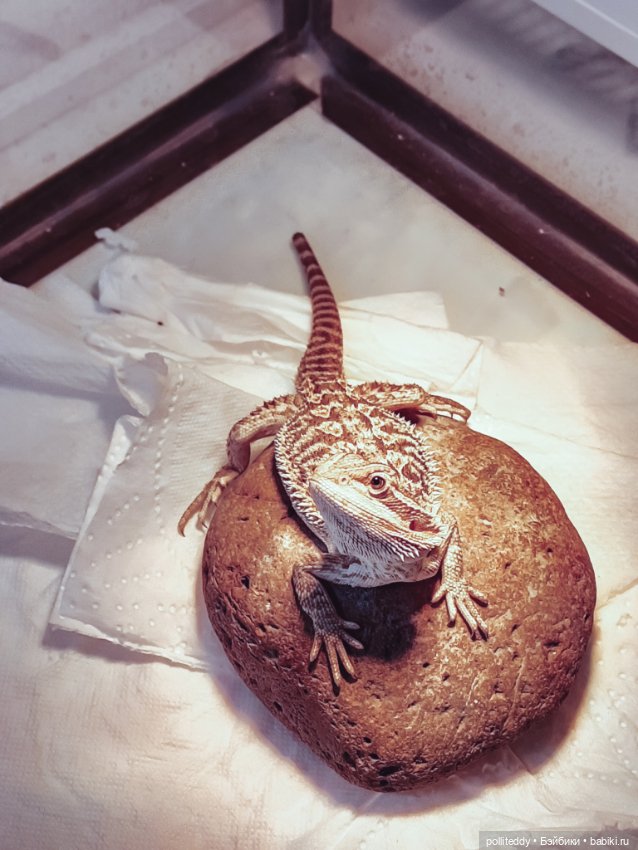 Обо мне — Авторские мишки Тедди и друзья: фото (фото 5)