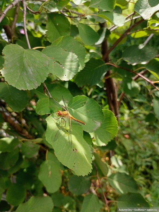 Встречаем август — Куклы J