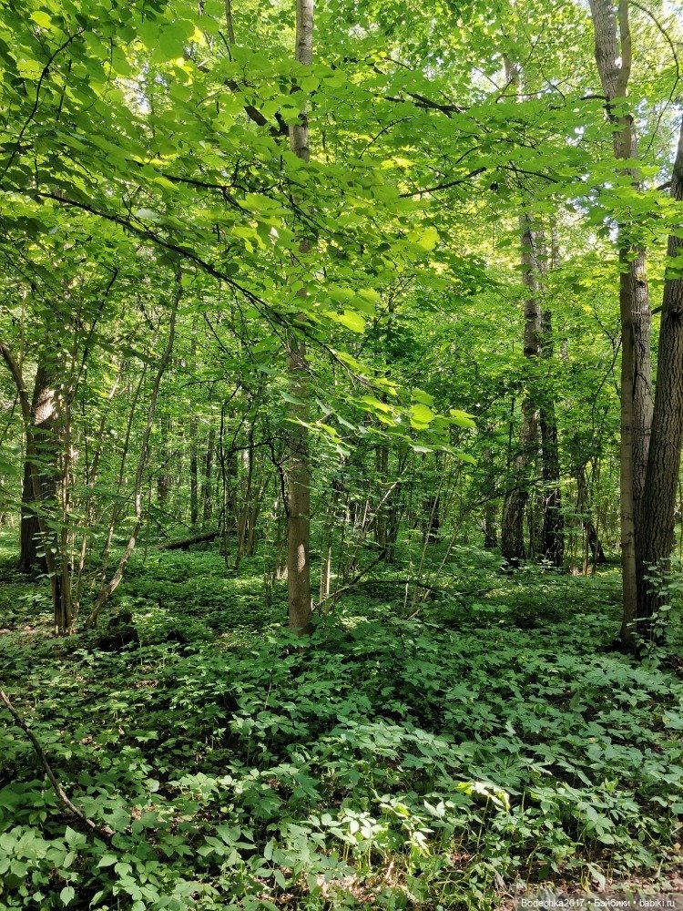 Лес скучал без меня — Винтажные куклы ГДР (Немки): Бигги