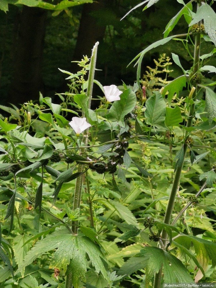 Лес скучал без меня — Винтажные куклы ГДР (Немки): Бигги