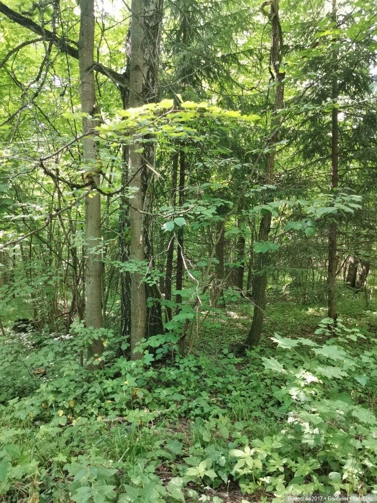 Лес скучал без меня — Винтажные куклы ГДР (Немки): Бигги