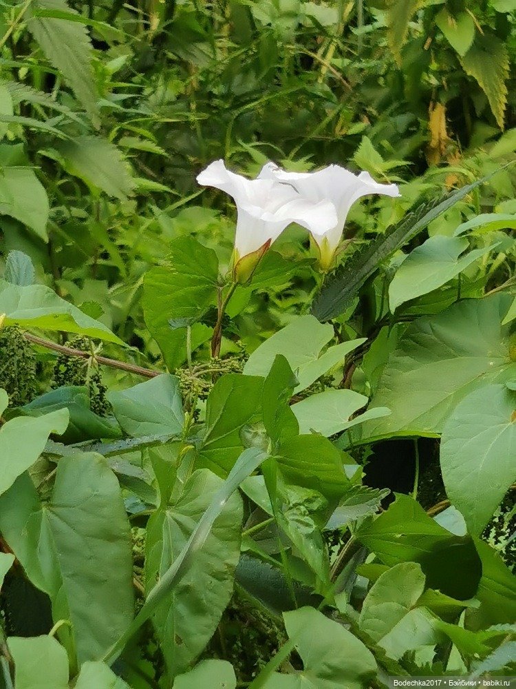 Лес скучал без меня — Винтажные куклы ГДР (Немки): Бигги