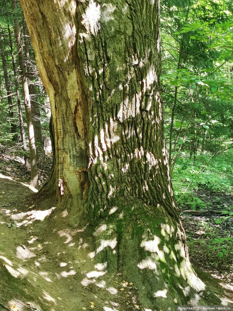 Лес скучал без меня — Винтажные куклы ГДР (Немки): Бигги