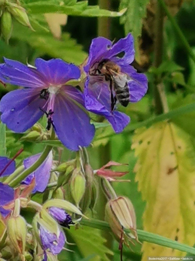 Лес скучал без меня — Винтажные куклы ГДР (Немки): Бигги