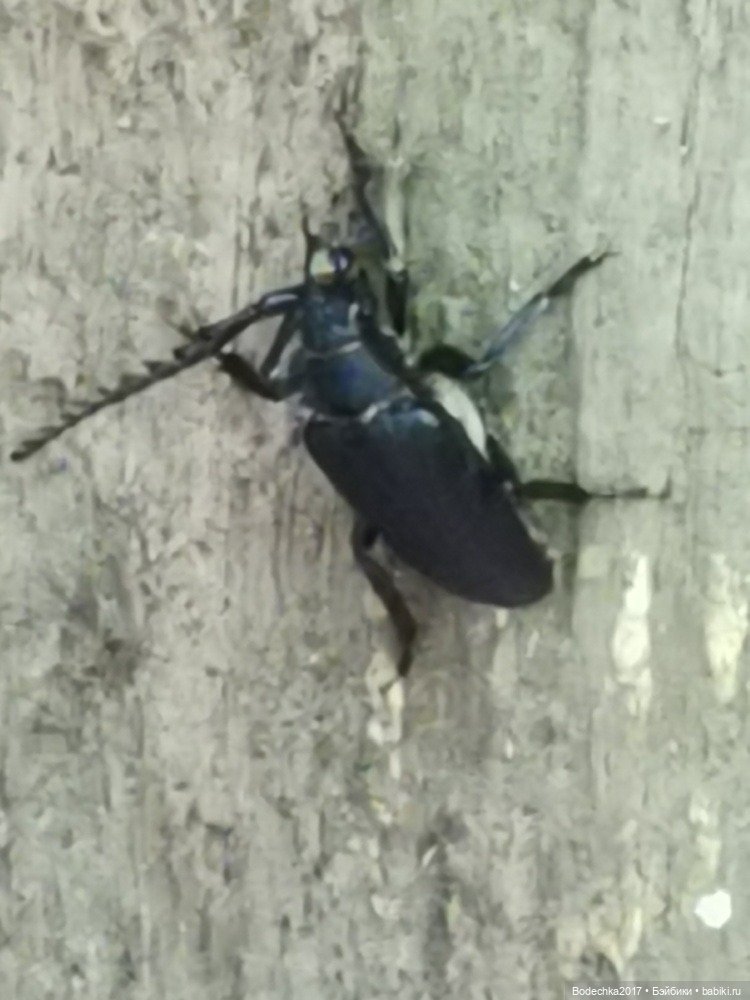 Лес скучал без меня — Винтажные куклы ГДР (Немки): Бигги