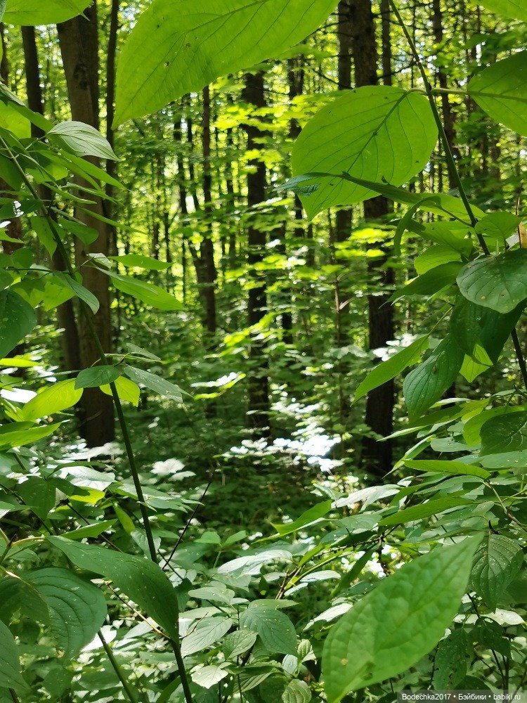 Лес скучал без меня — Винтажные куклы ГДР (Немки): Бигги