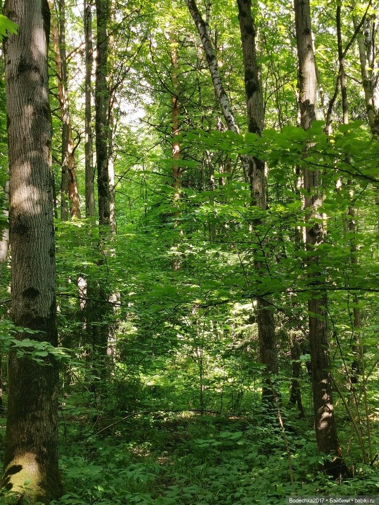 Лес скучал без меня — Винтажные куклы ГДР (Немки): Бигги