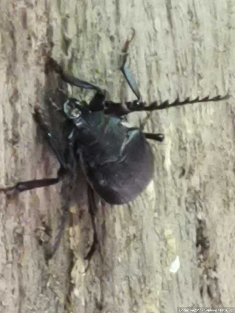 Лес скучал без меня — Винтажные куклы ГДР (Немки): Бигги